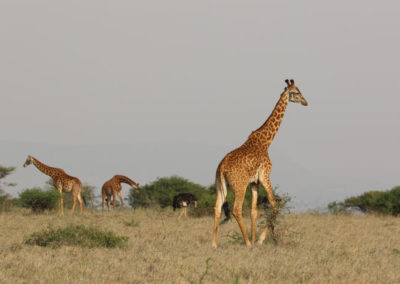 africa-giraffe