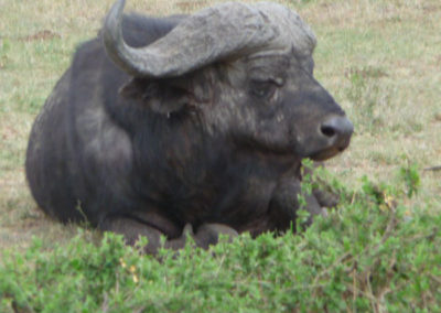 cape-buffalo